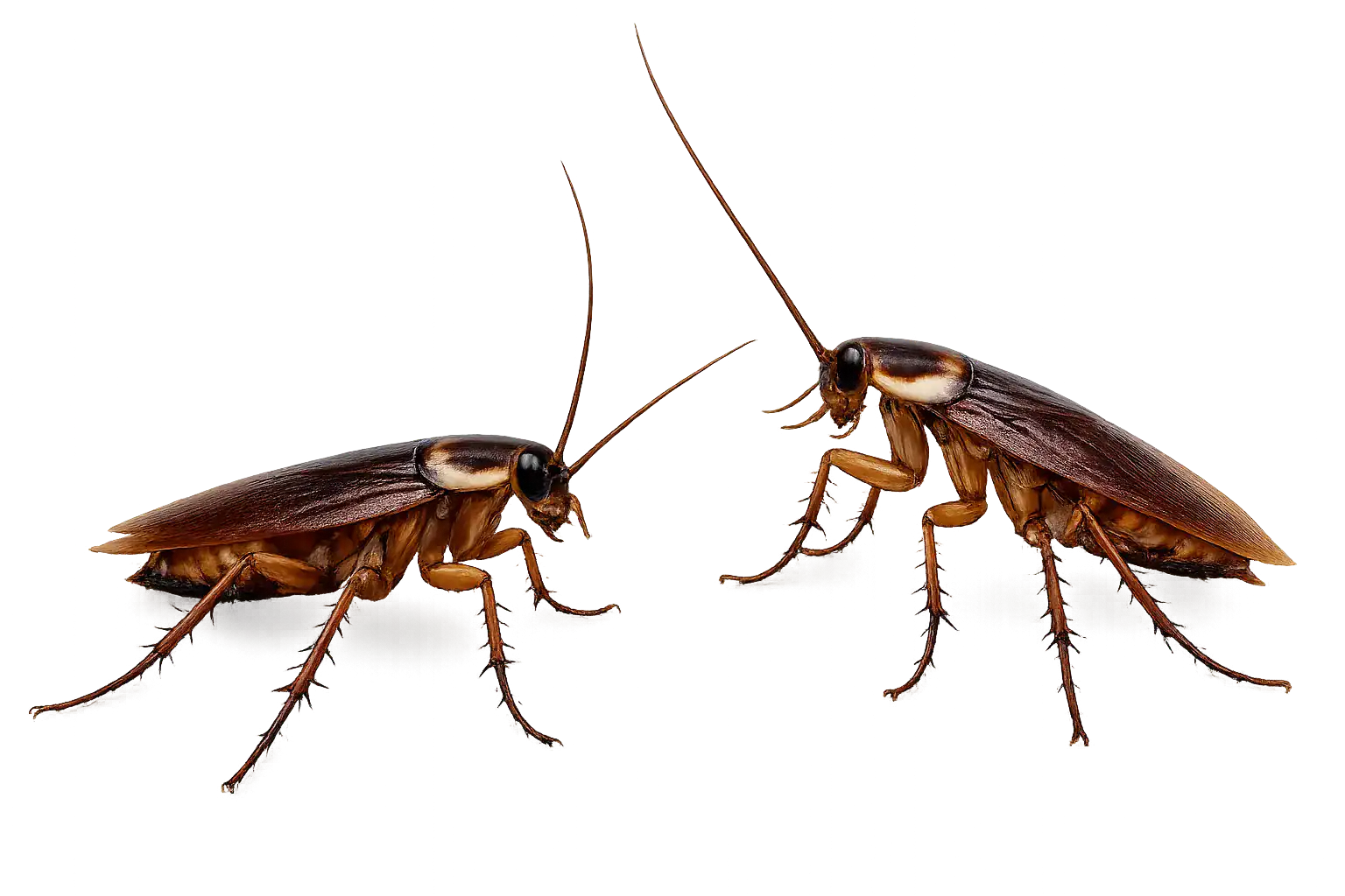Two cockroaches shown from different angles with detailed bodies, long antennae, and segmented legs, isolated on a transparent background