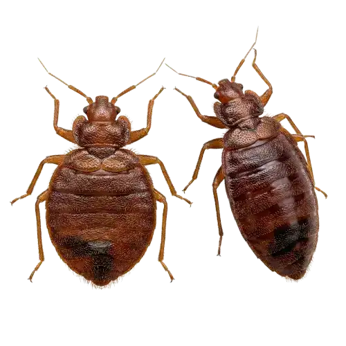 Bed bugs 3 bed bugs Bed bugs shown from three angles: top, side, and underside views