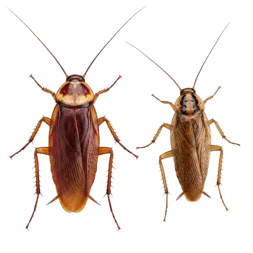 Cockroach-removebg-preview Close-up of a bed bug crawling upward with visible legs and antennae on a transparent background