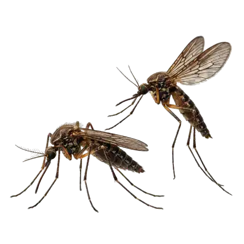 Mosquitos-removebg-preview Two realistic mosquitoes isolated, shown from different angles for pest control visual use