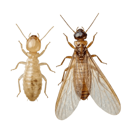 Termites-removebg-preview Two termites