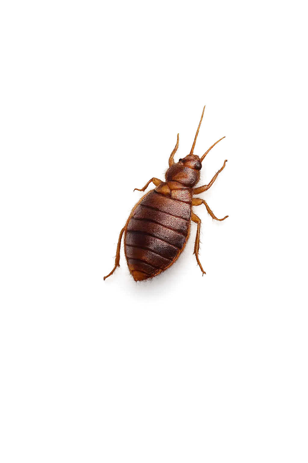 Group of cockroaches climbing upward in a vertical arrangement for pest control concept