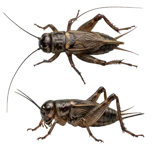 crickets-removebg-preview Two crickets in detailed macro view with long antennae and jumping legs