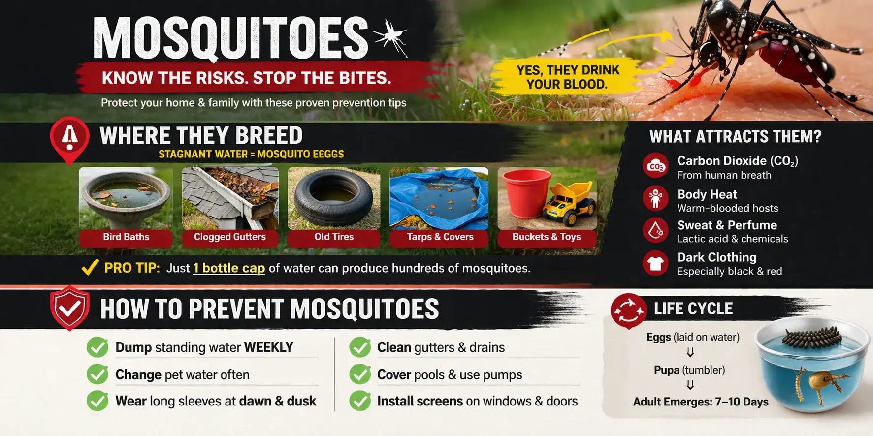 Mosquito biting human skin with infographic showing stagnant water breeding areas and prevention tips