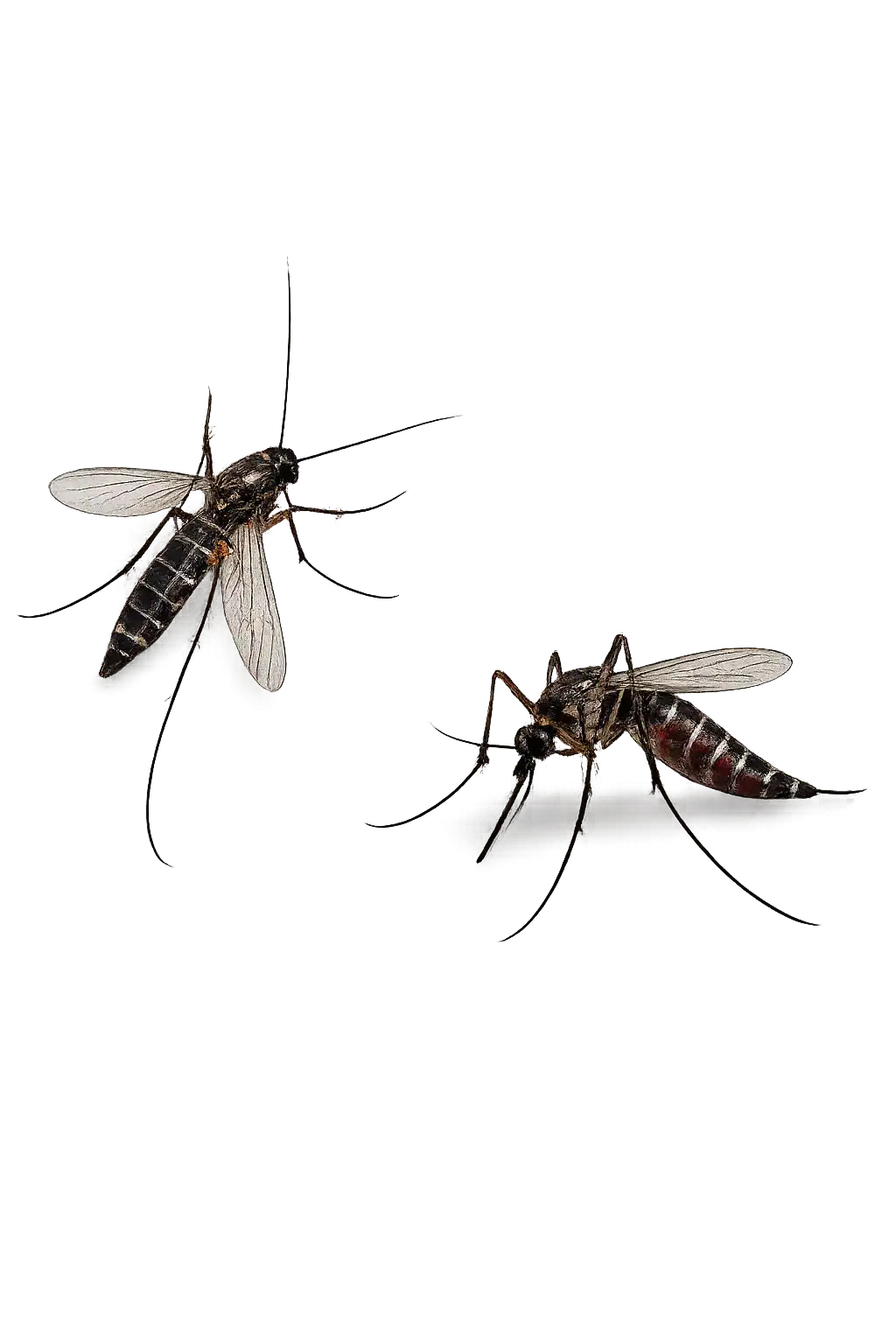 Two realistic mosquitoes isolated, shown from different angles for pest control visual use
